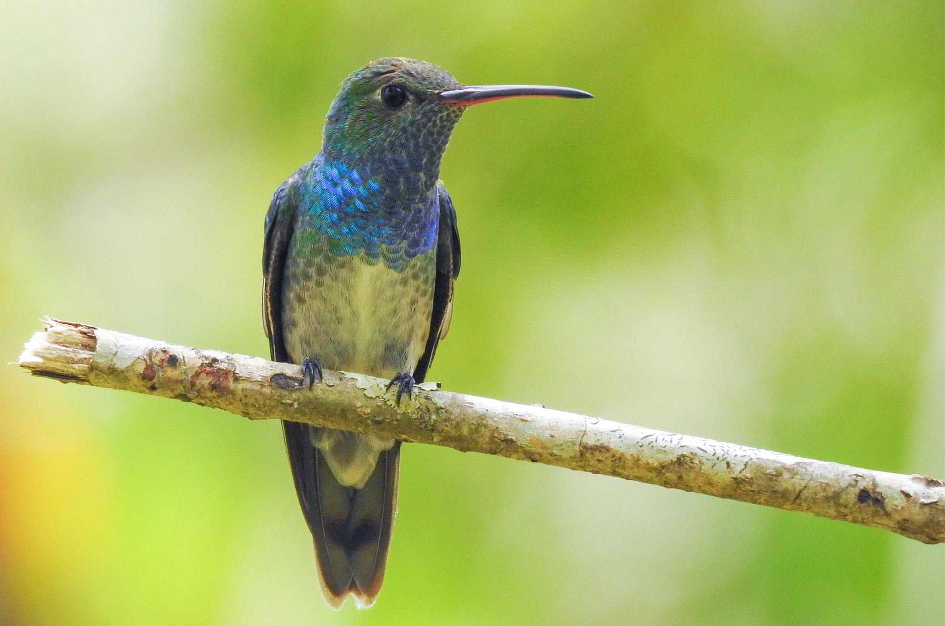 Tropical birds of Honduras birdwatching