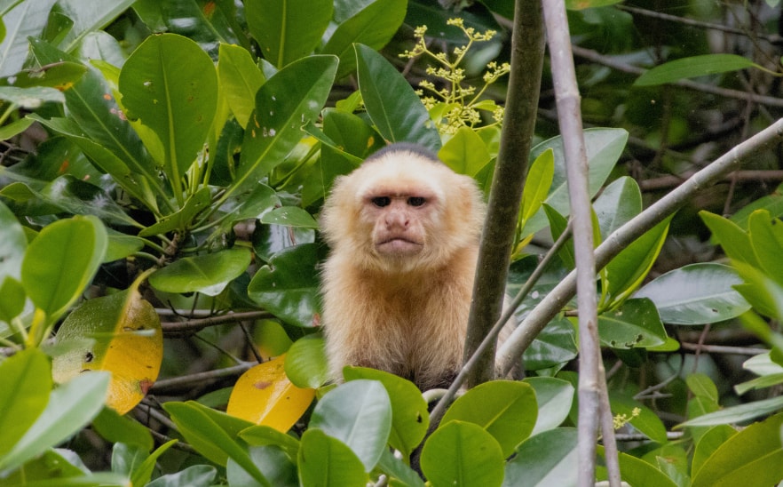 Capuchin monkey in the wild in Honduras