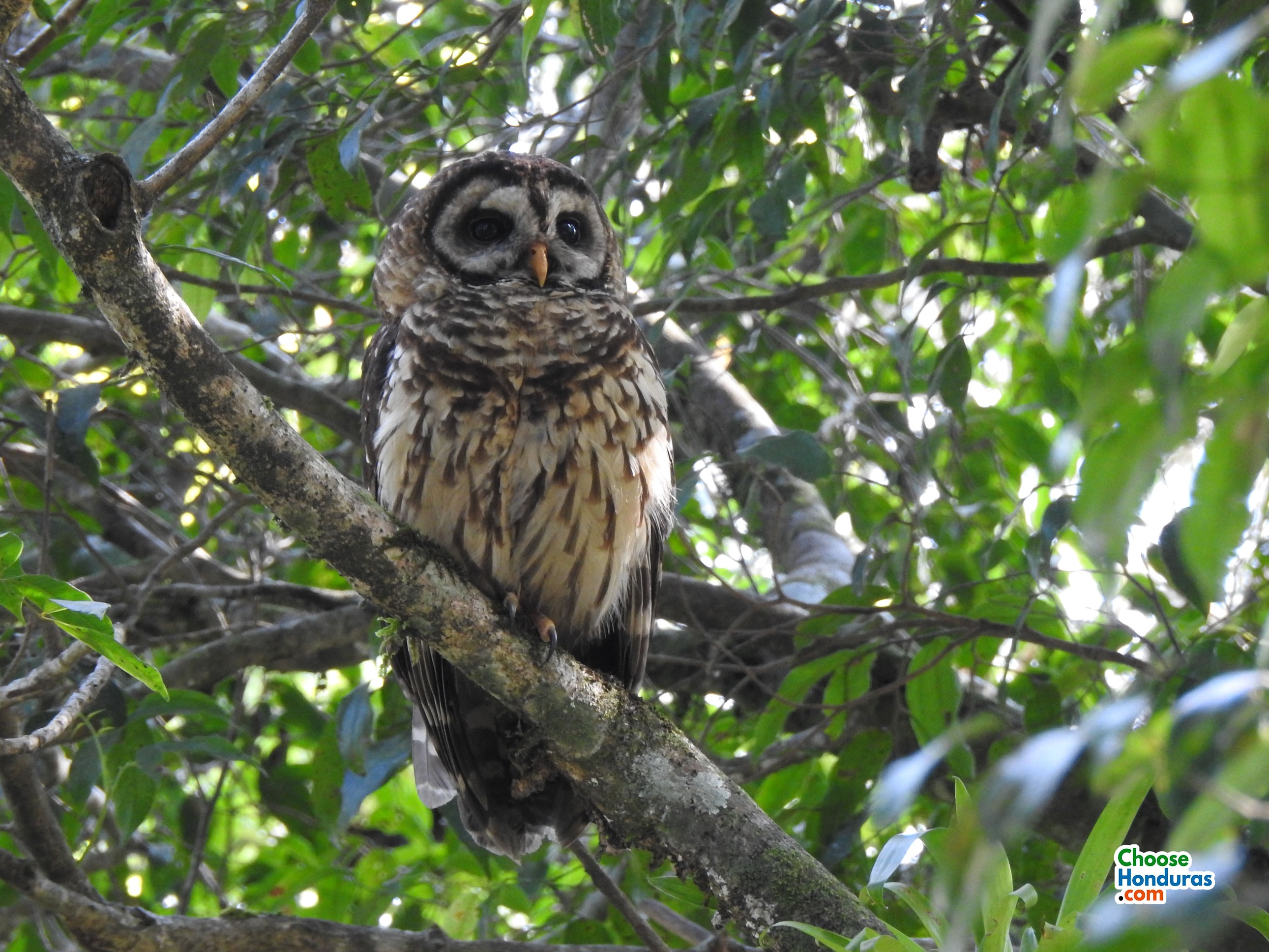 Fulvous Owl – foto Isis Castro (Choose Honduras)