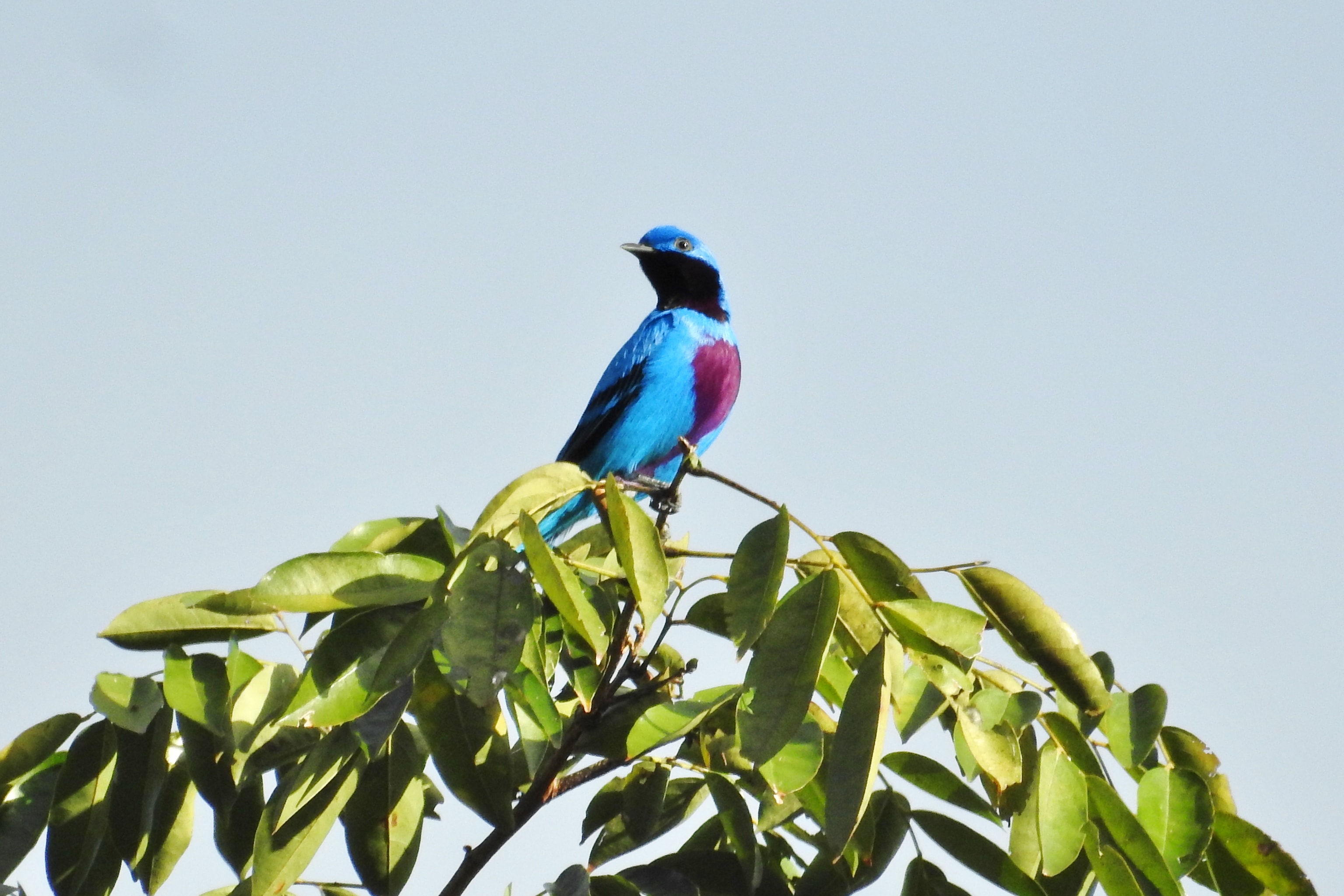 Lovely Cotinga – foto Hector Moncada