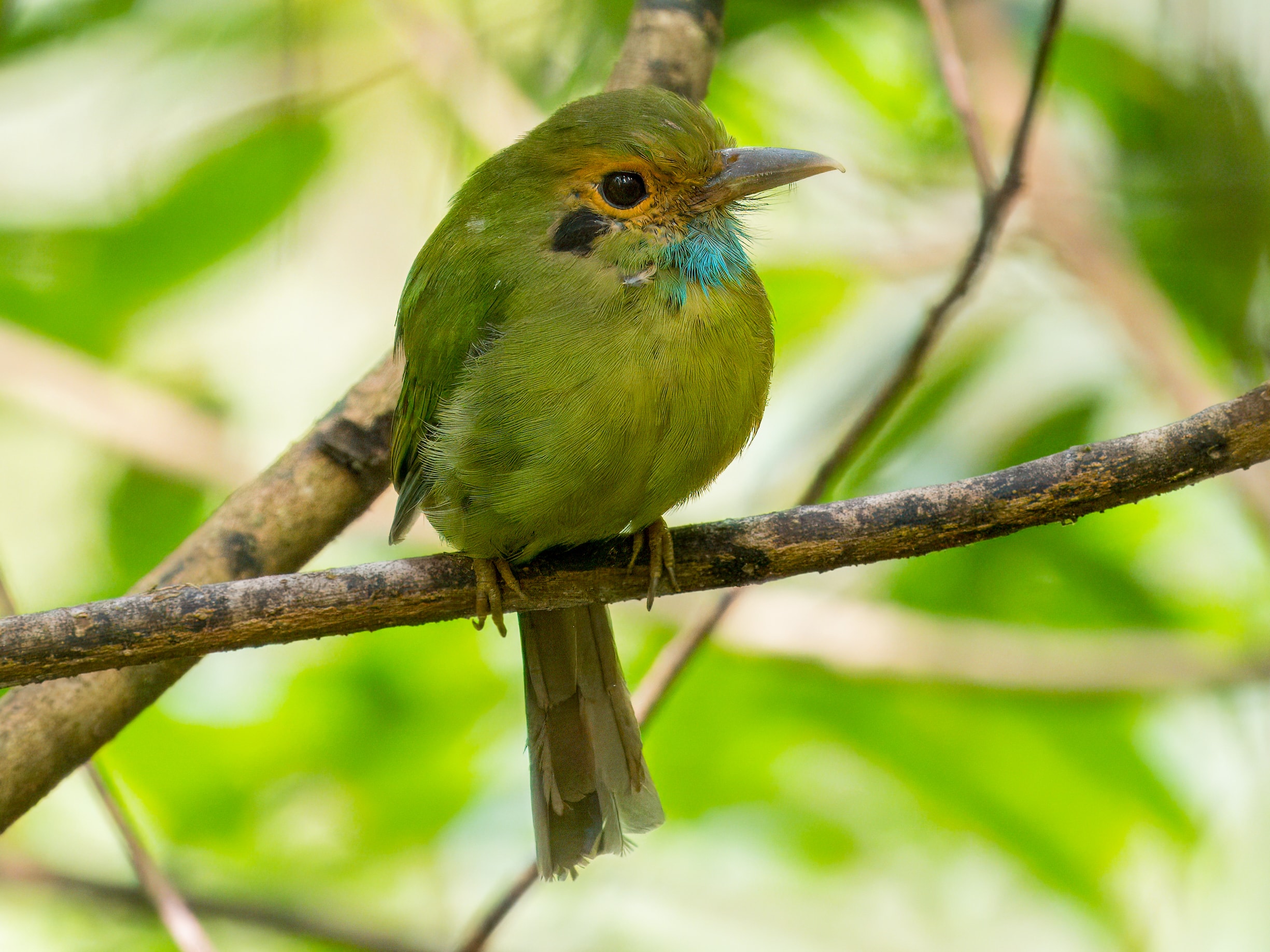Blue-throated Motmot – foto Cin-ty Lee (Choose Honduras)